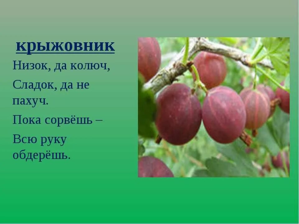 Крыжовник описание. Информация о крыжовнике. Загадка про крыжовник. Крыжовник описание для детей. Крыжовник как пишется правильно