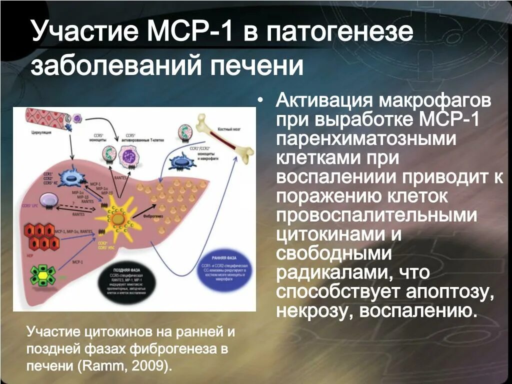 Активация макрофагов. Роль цитокинов в патогенезе заболеваний. Цитокины в патогенезе воспалительных заболеваний. Роль цитокинов в патогенезе воспалительных заболеваний.