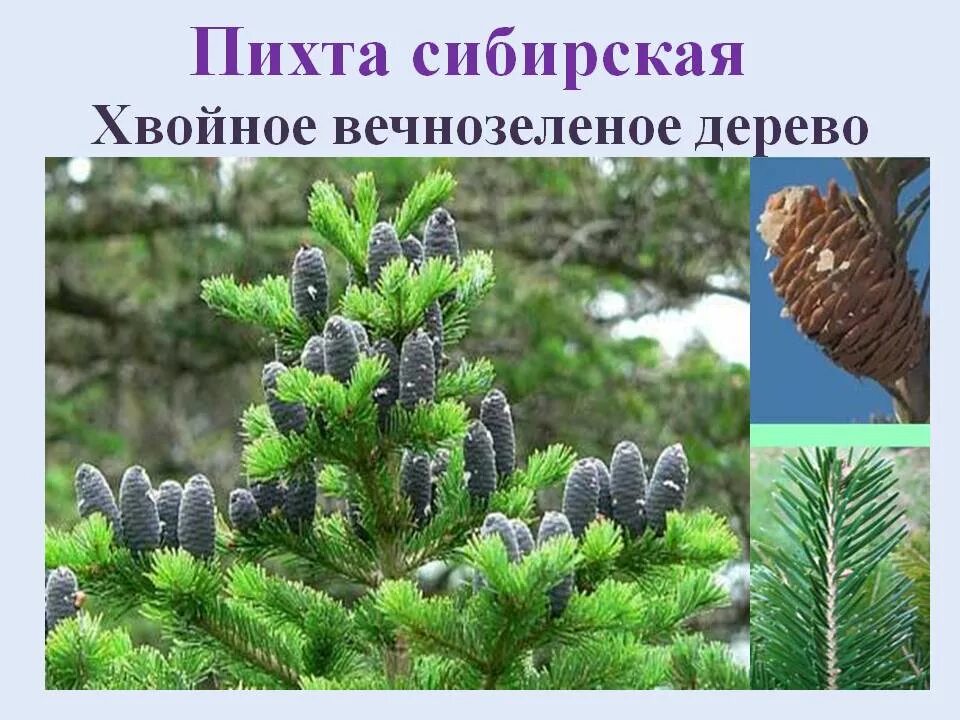 Сообщение на тему голосеменные растения. Голосеменная пихта сибирская. голосеменные пихта. голосеменные растения пихта сибирская. хвойные голосеменные пихта сибирская.