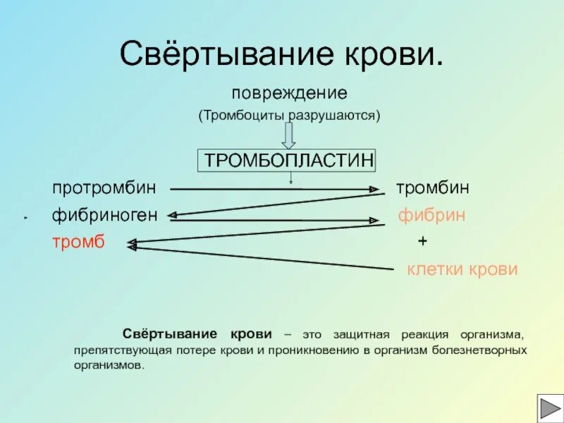 Протромбин функция белка. Свёртываемость крови протромбин. процесс свертывания крови. протромбин в тромбин.