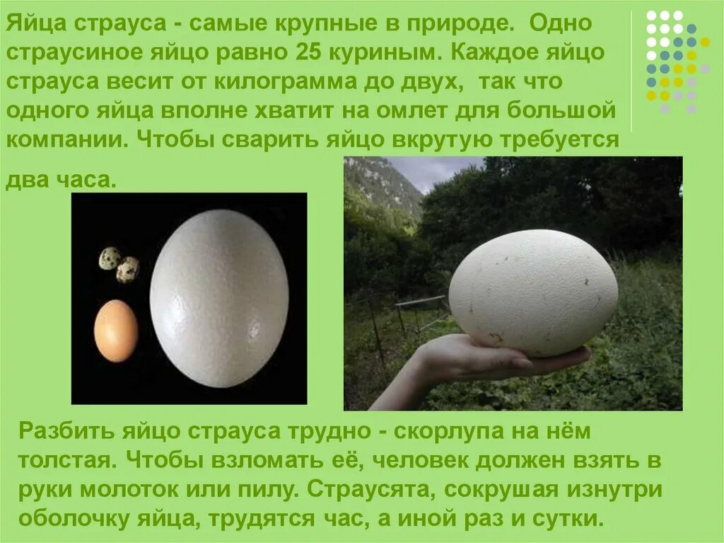 Сколько весят 2 яйца. Страусиное яйцо. Скольеовесит яйцо страуса. Яйцо страуса размер. Страусиное яйцо размер.
