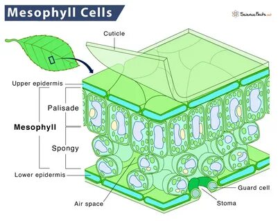 Define cell