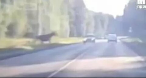 Лось выбежал на опушку заросшую кустарником