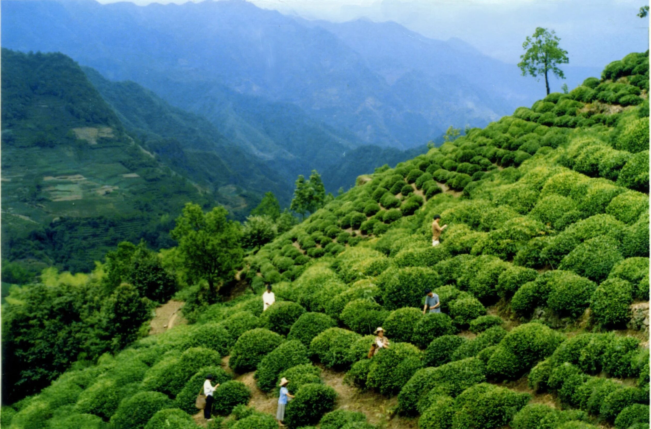 Вечнозеленая страна. Чайная плантация в горах Фуцзянь Китай. Чайные плантации в Китае. Чайные плантации чая в Китае. Юньнань чайные плантации.