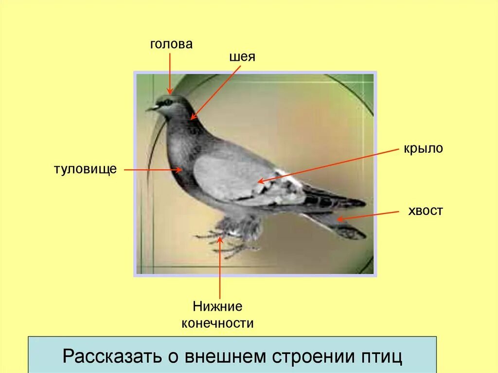 Тест по биологии 7 класс строение птиц. Наружное строение птицы. Внешнее строение птиц. Класс птицы внешнее строение. Строение тела птицы.