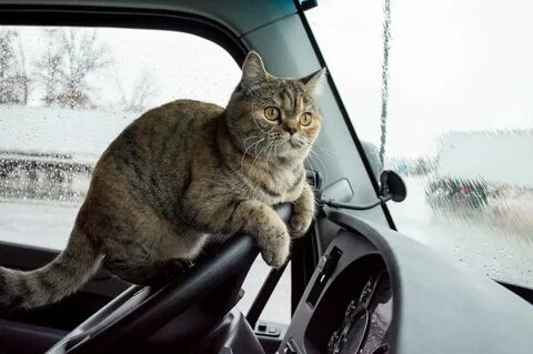 Кот ев дальнобойщик