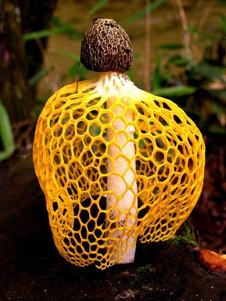 Съедобный свет. Гриб marasmius haematocephalus. Лаковица аметистовая / amethyst deceiver. Гриб сетконоска. Лерациомицес гриб.