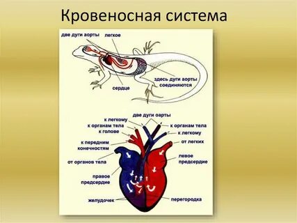 Круги кровообращения змеи