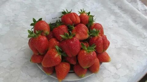 Сорт клубники джоли отзывы