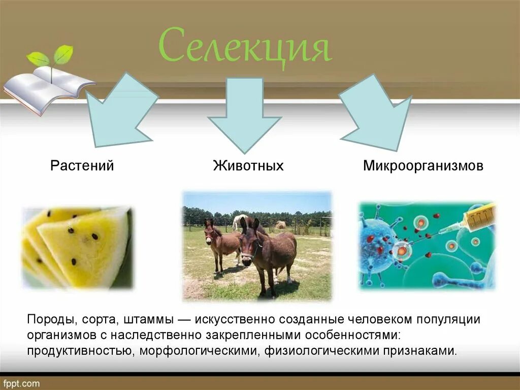 Селекция растений животных и микроорганизмов. Селекция животных. Презентация по теме селекция. Сорта растений и породы животных.