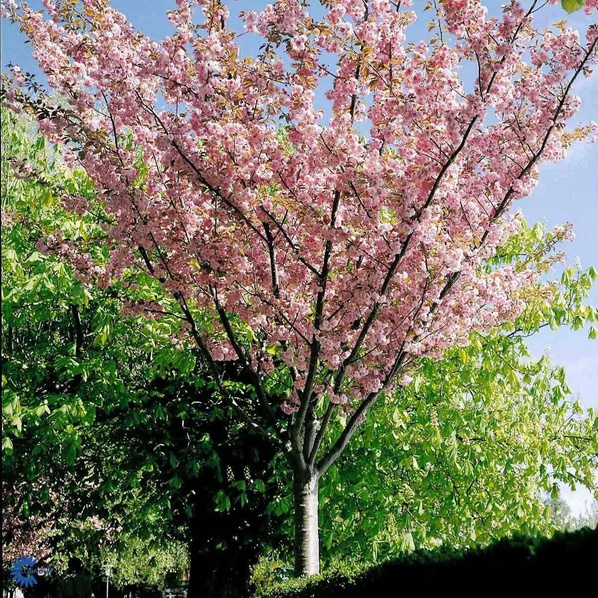 Сакура роял бургунди. Вишня мелкопильчатая (Сакура) (Prunus serrulata). Вишня мелкопильчатая Сакура Канзан. Вишня мелкопильчатая Kanzan. Вишня мелкопильчатая Канзан Prunus serrulata Kanzan.