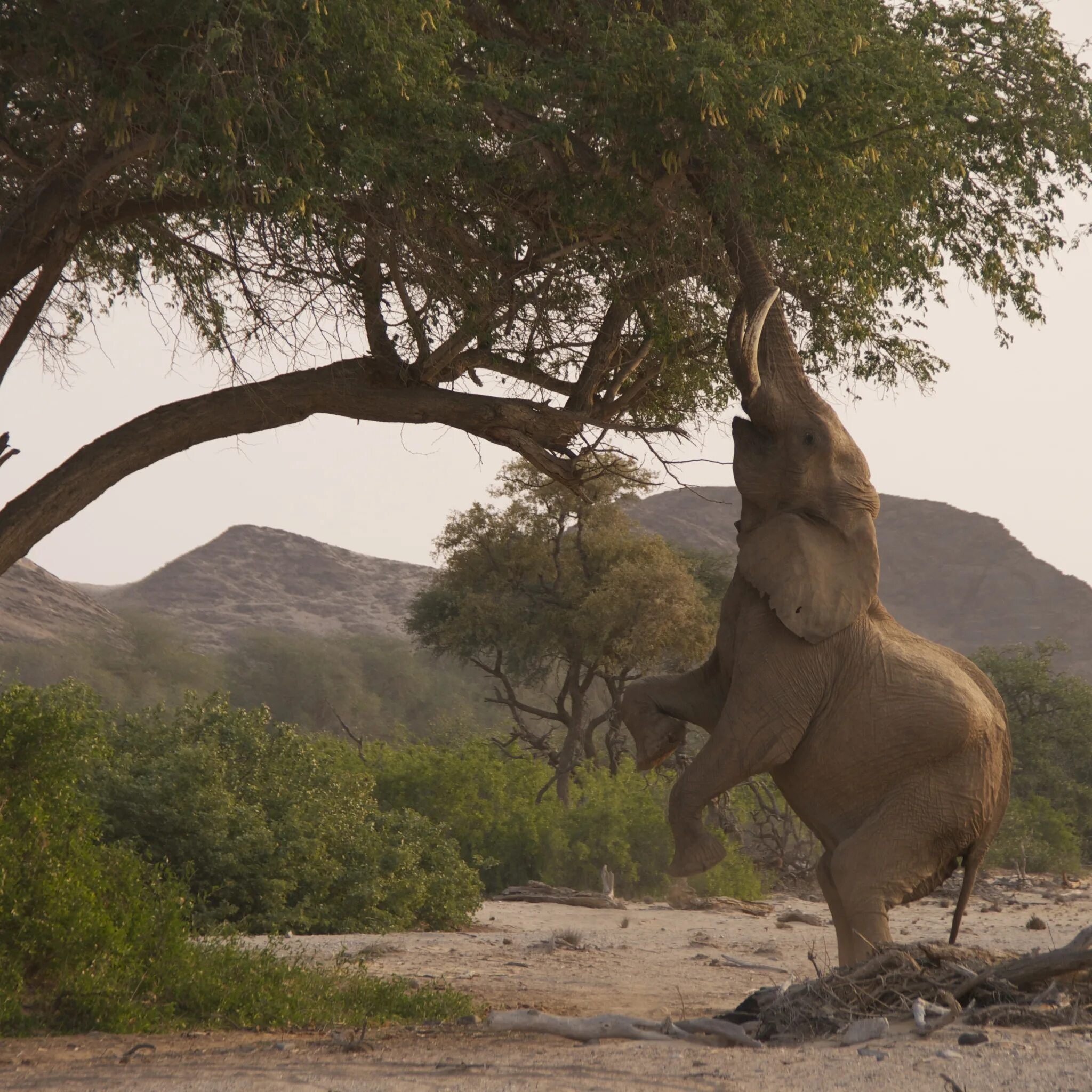 Слоны в дикой природе. Слоновье дерево в природе. Саванный слон. Что едят слоны.