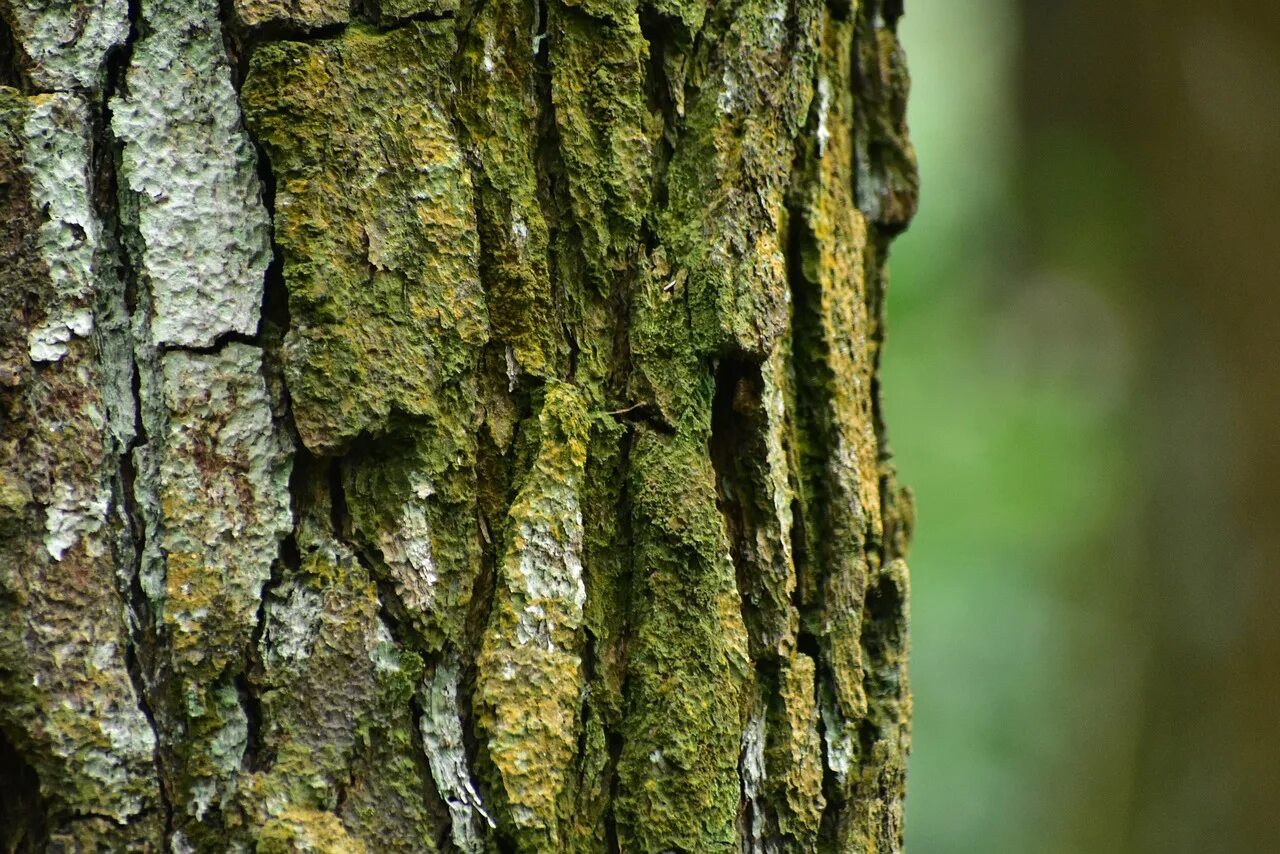 Вековая сосна белокуриха. Сосновый ствол. Сосна обыкновенная корабельная. Ствол дерева. Ствол дерева сосны.