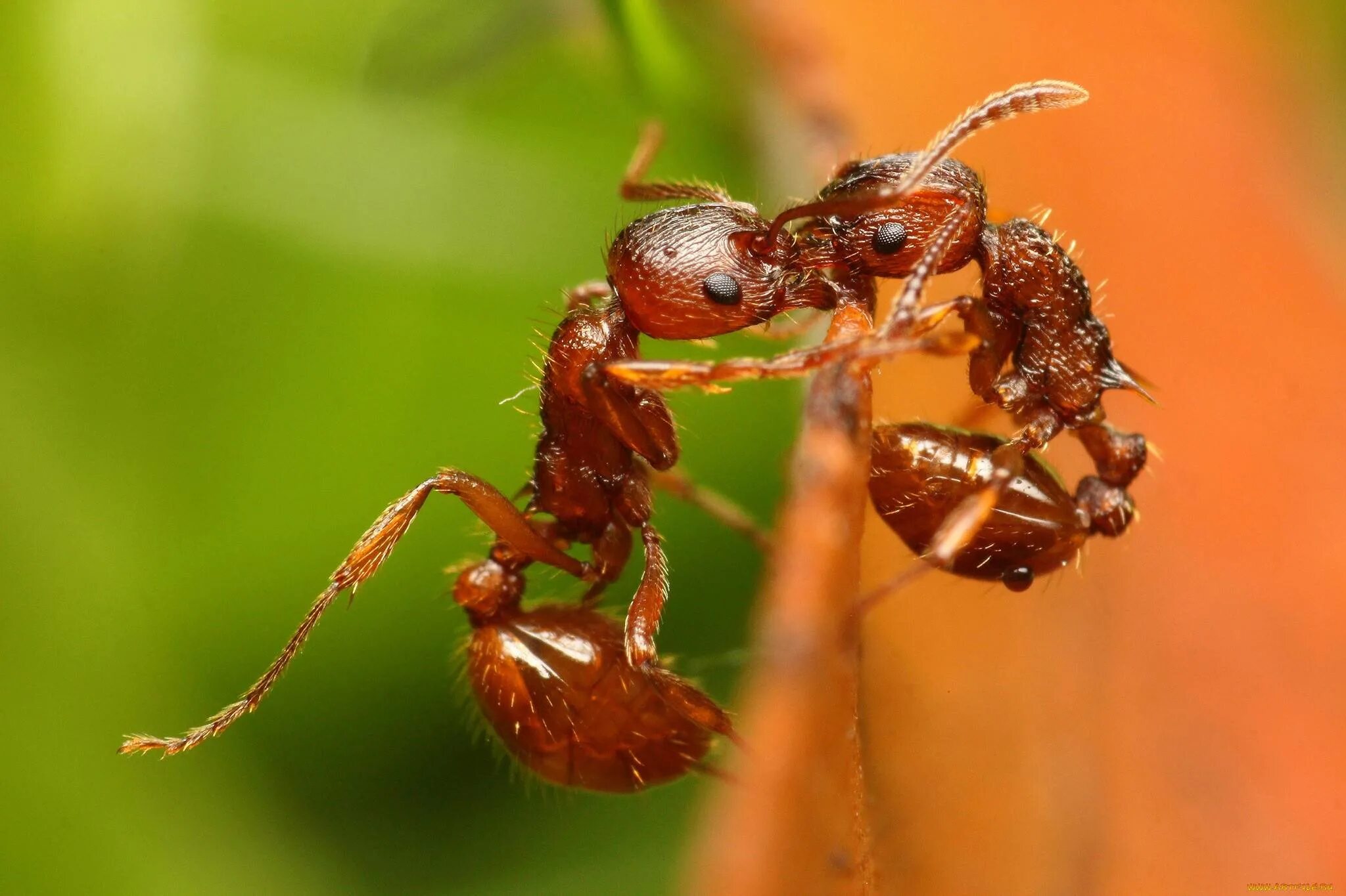 Огненные муравьи (Solenopsis Invicta). Мирмика Рубра. Муравей-Жнец Марикопа. Красный Огненный муравей Муравейник.