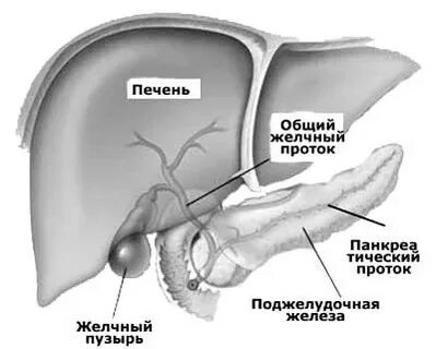 Образование в протоках