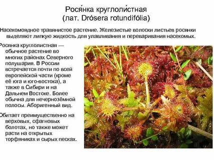 Приспособление росянки