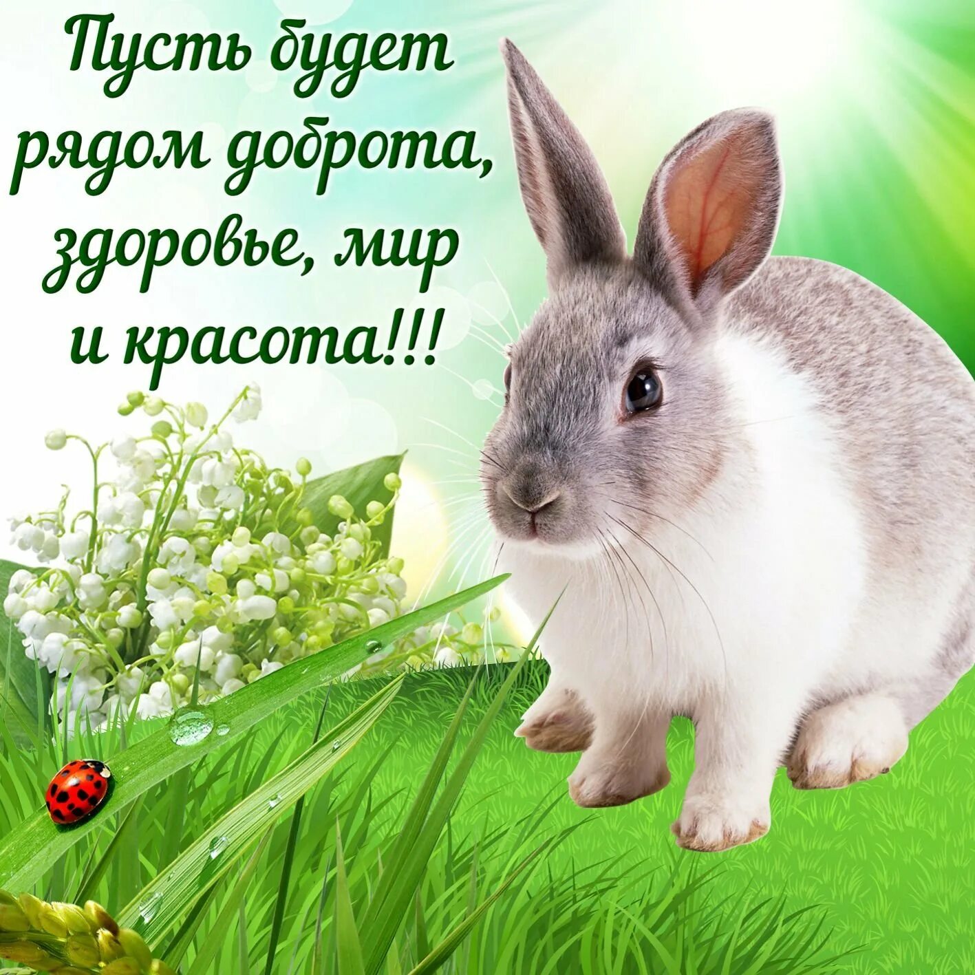 Открытки на все случаи. Доброе утро кролик. Открытки. Красивые открытки. Красивые пожелания.