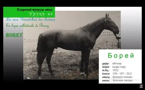 Рассмотрите фотографию лошади породы кабардинская и выполните