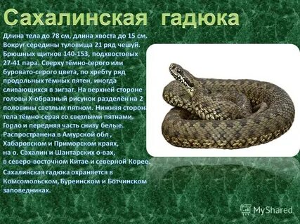 Гадюка книга толстого