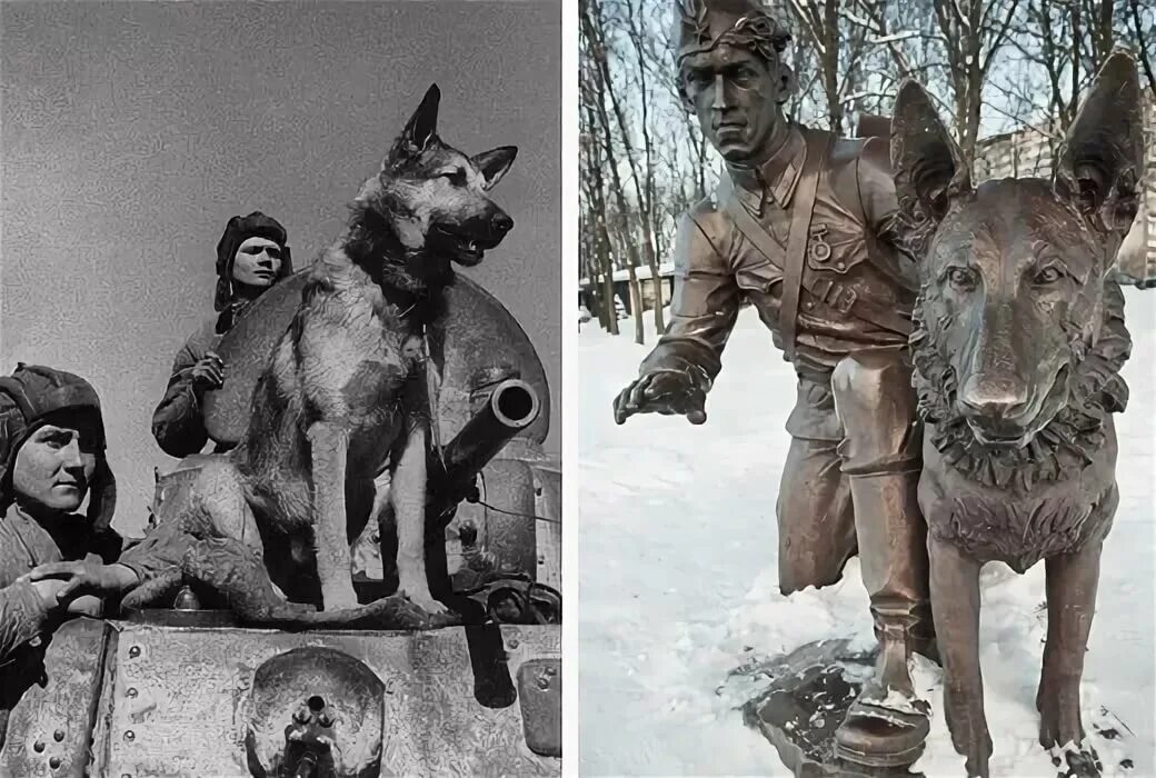 Солдат джульбарс. 3 собаки герои. Дина собака диверсант. Джульбарс на параде победы 1945. Немецкая овчарка второй мировой войны.