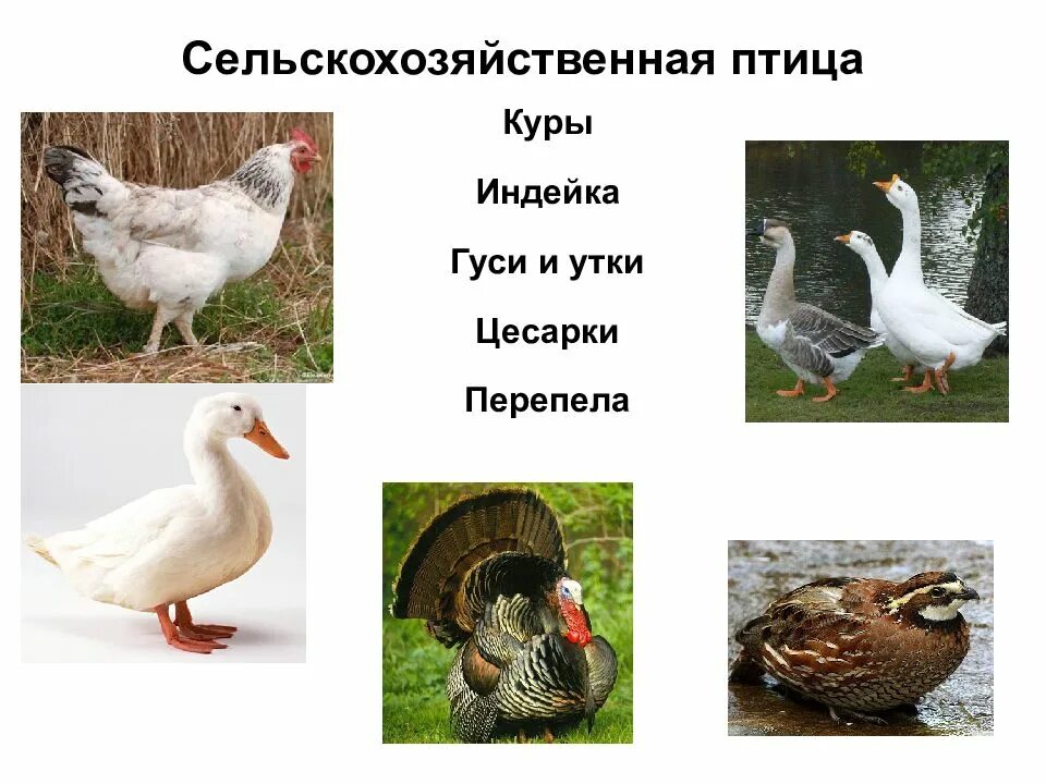 К какой группе относится курица. Домашние птицы. Сельскохозяйственные птицы. Домашняя птица виды. С/Х птицы виды.