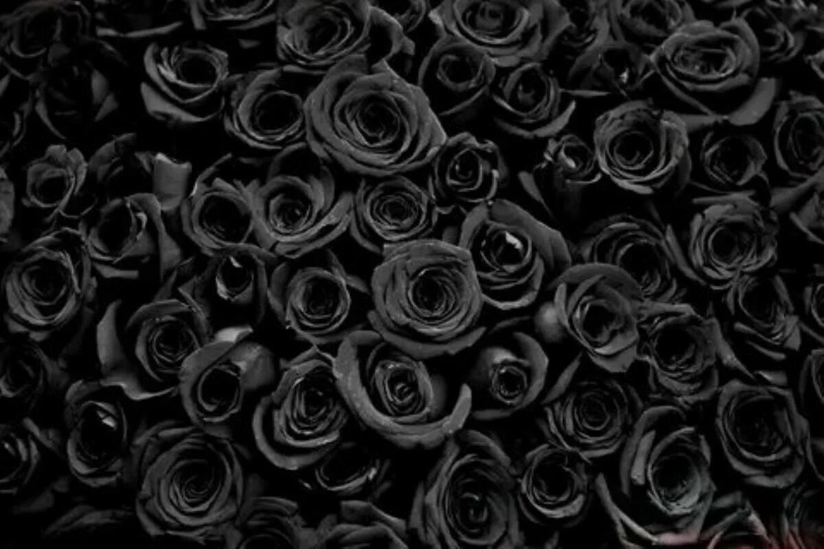 Черная рожден. Много черных роз. Темные розы. Черный цвет.