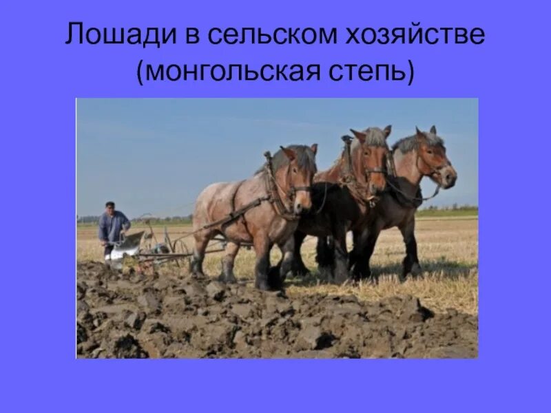 Работа верхового. Лошадь в сельском хозяйстве. Монгольское сельское хозяйство. Лошадь в сельском хозяйстве информация для детей. Исследовательская работа про лошадей.