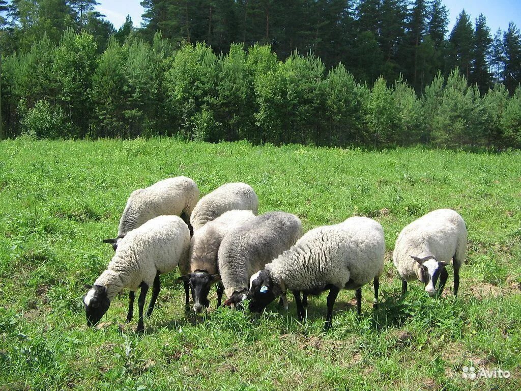 Авито породы овец. Романовская порода породы овец. Романовская порода овец. Грубошерстные породы овец Романовская. Ягнята Романовской породы.