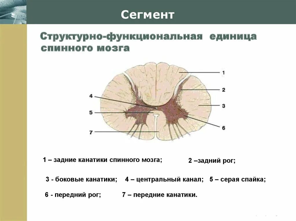 Спинной мозг Рона и канатики. Передняя серая спайка спинного мозга. Структурно-функциональной единицей спинного мозга является. Боковые канатики рога спинного мозга.