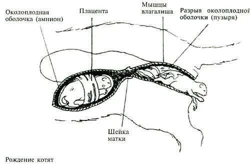 Сколько схватки у кошки