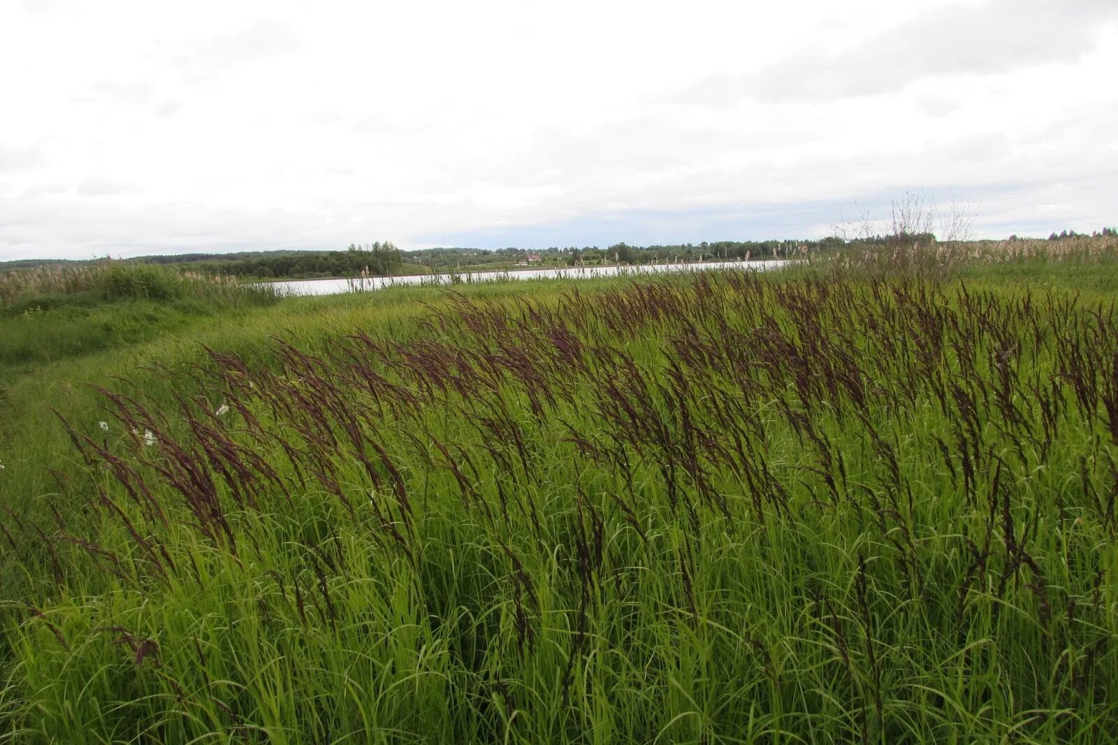 Овсяница мятлик клевер. Косить траву. Скошенная трава. Кошеная трава скошенная трава кошенная. Некошенная трава.