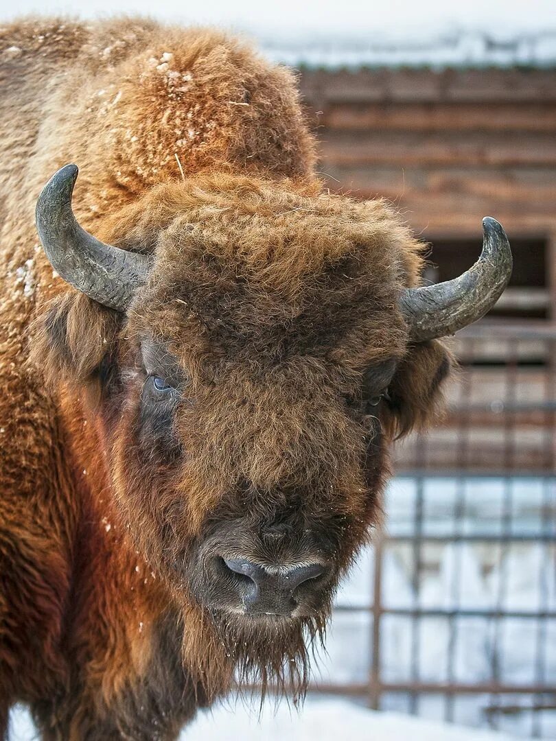 Степной бизон. Бизон эстетика. Бизоны в северной америке. Лесной бизон и степной бизон. Бизоны в северной америке.