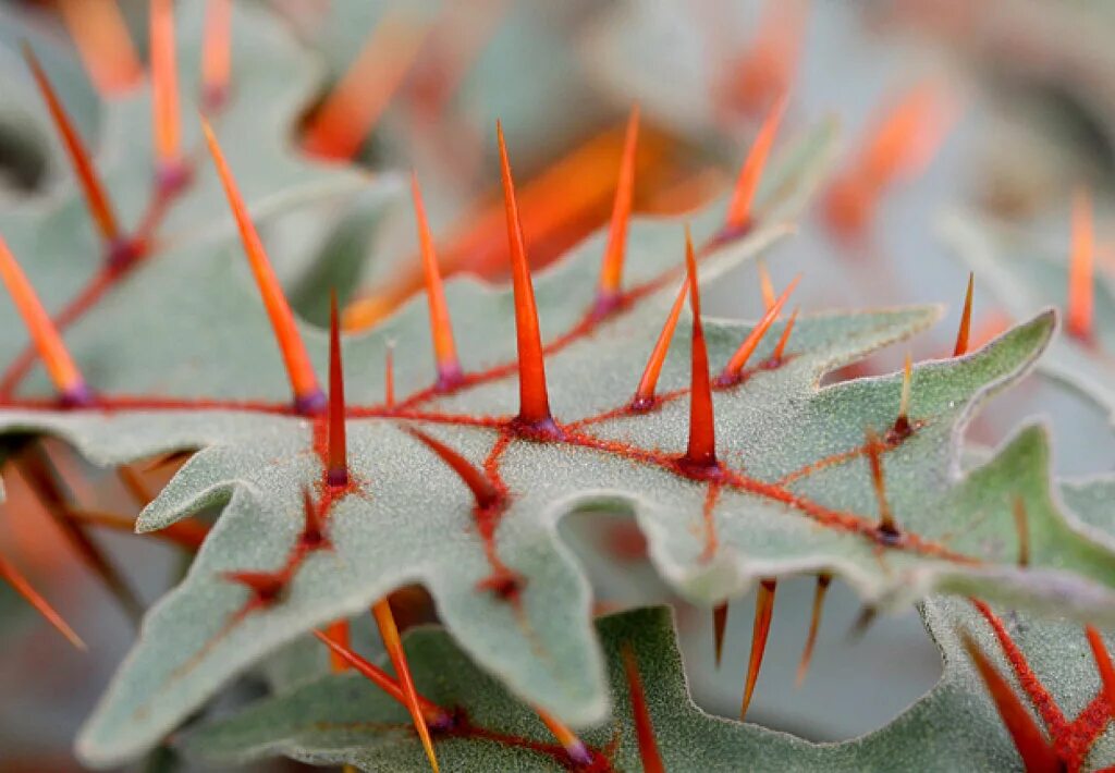 Кивано маракуйя. Шиповник колючий. Колючий каштан шипастый. Как называется шип. Как называется шип.