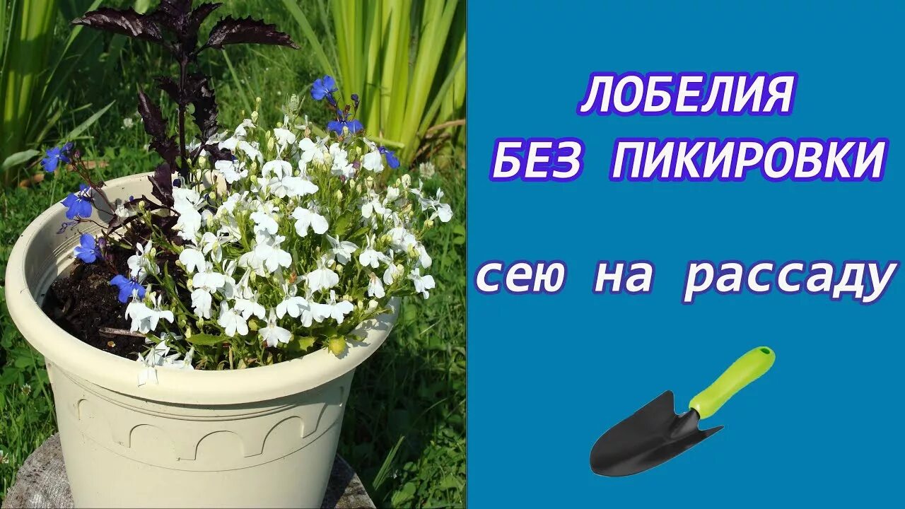 Как высаживать рассаду лобелии в открытый. Лобелия пикировка рассады. пикировка лобелии ампельной. лобелия прищипывание рассады. посадка лобелии на рассаду.