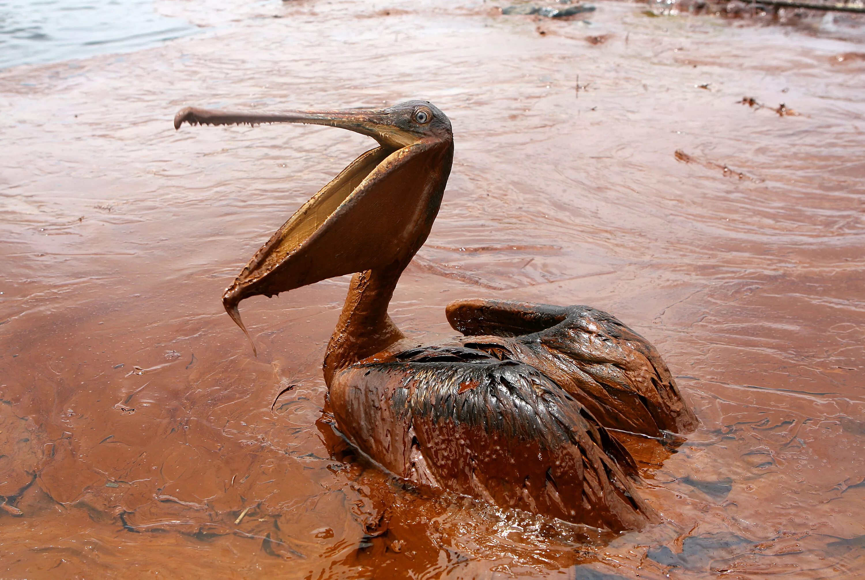 Экологические последствия воды. Загрязнение мирового океана разлив нефти. Разлив нефти в мексиканском заливе. Мексиканский залив катастрофа. Взрыв нефтяной платформы Deepwater Horizon.