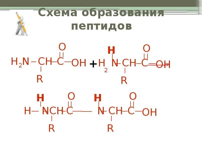 Схема полипептида. Схема образования пептидной связи. Схема образования пептида. Схема образования полипептида. Схема образования c пептида.