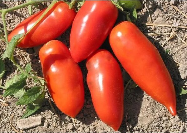 семена томата чибис. томат кибиц. помидоры сорт кибиц. томат кибиц купить семена. сорт помидоров чибис.