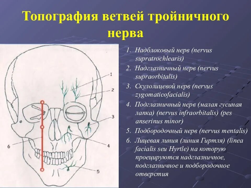 Топография тройничного нерва проекция. Место выхода 1 ветви тройничного нерва. Надглазничный нерв зона иннервации. Инфраорбитальный нерв анатомия.