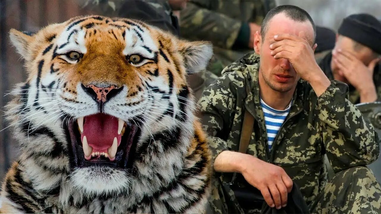 История тигры слушать. Музыкальный тигр. Звук тигра слушать. Тигр стрелок. Тигр песни обложки.