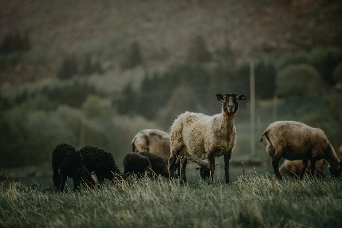 Пасла животных. Дикие овцы. Ирландские овцы. Овцы на природе. Дикий баран.