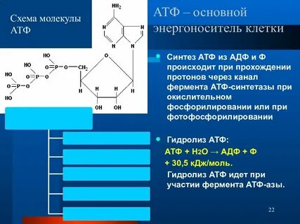Более 30 молекул атф синтезируются
