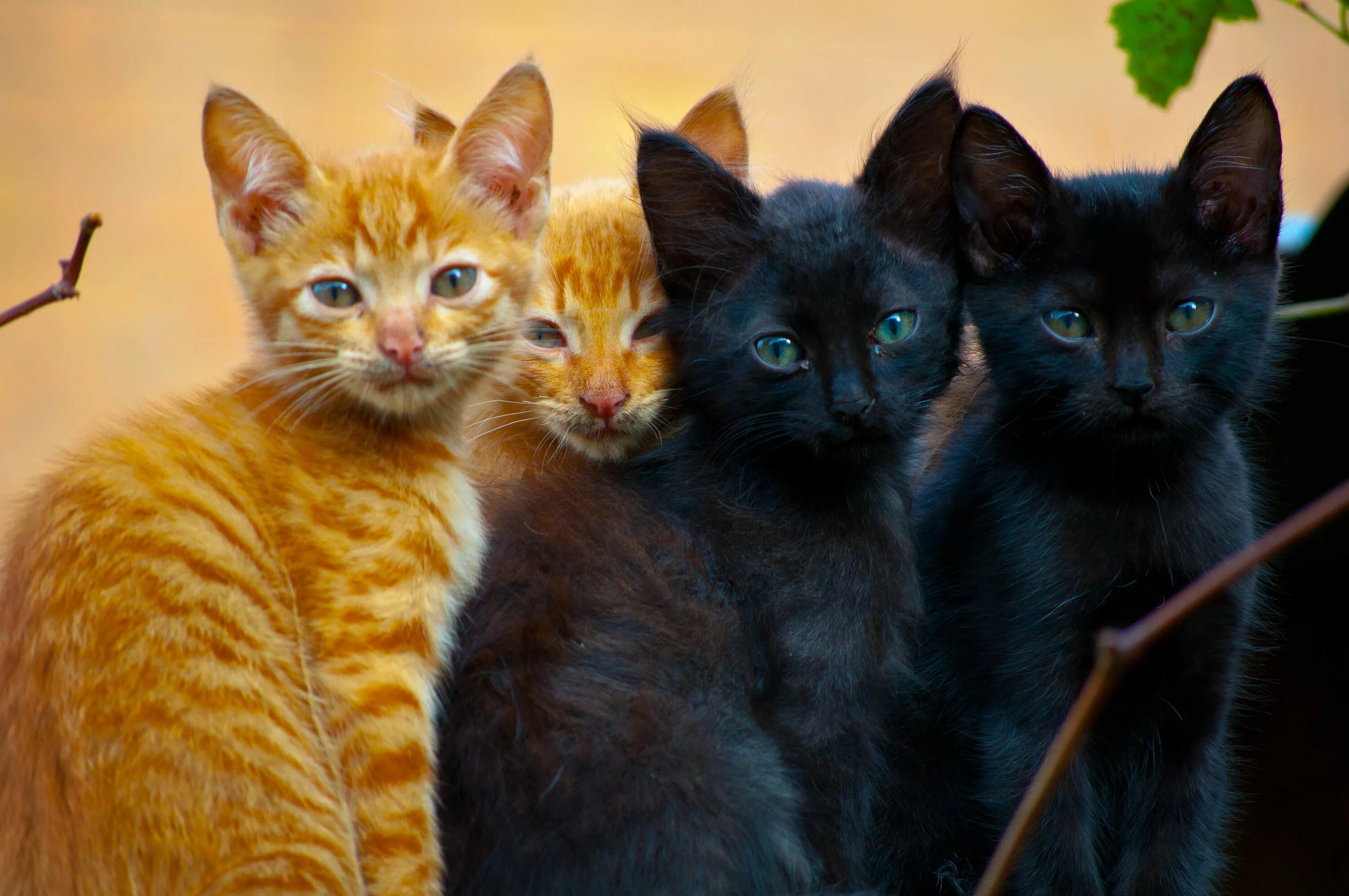 More cats