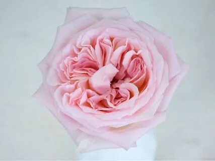 O rose