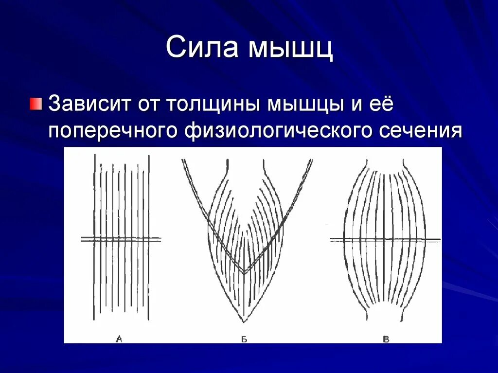 Мощность мышечной работы
