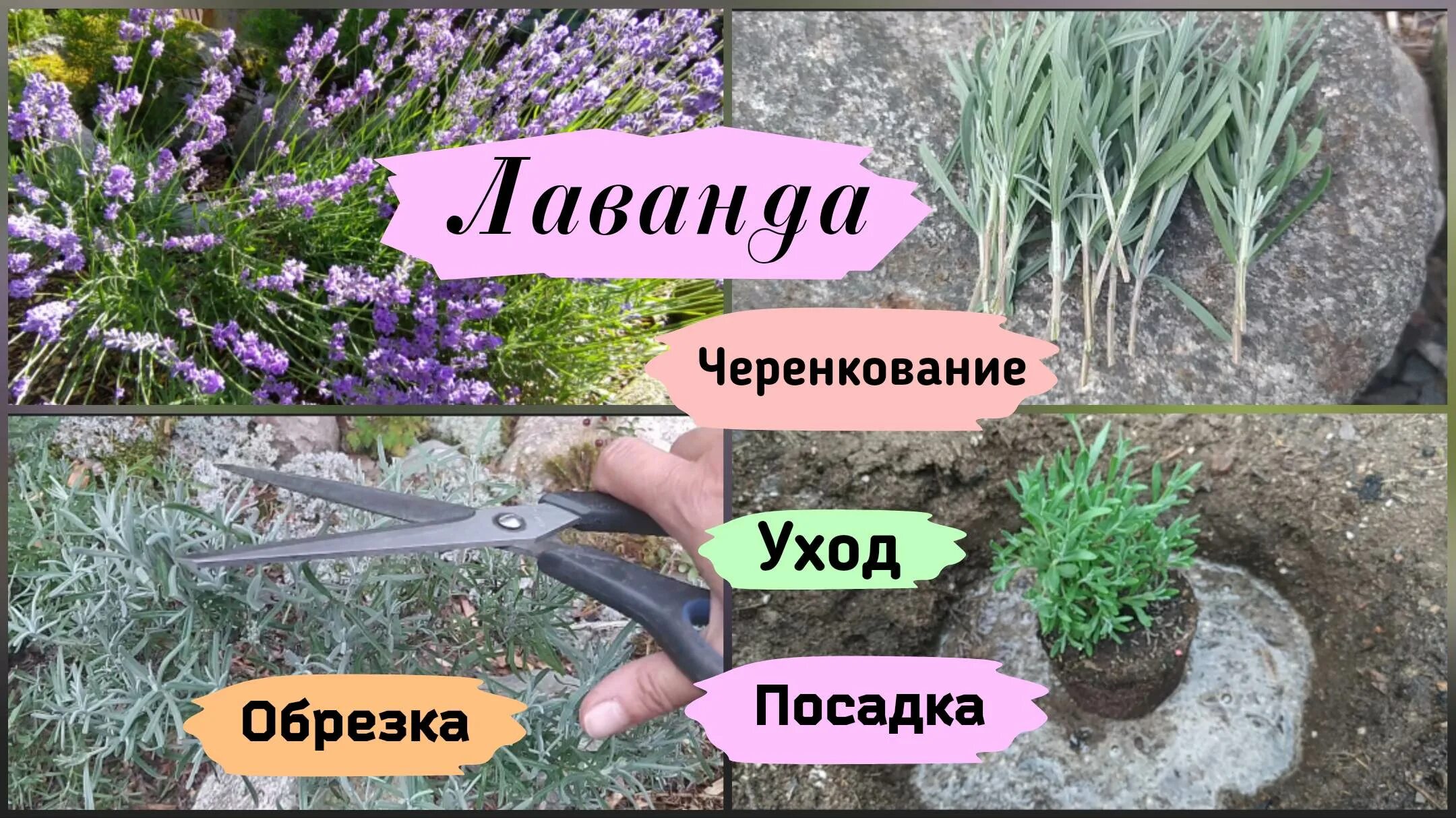 Как посадить лаванду под зиму. Как посадить лаванду под зиму