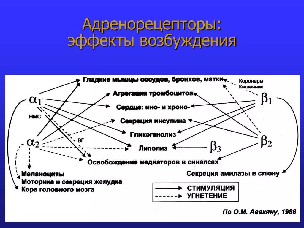 Альфа и бета адренорецепторы. Β3 – адренорецепторы локализованы. Альфа 1 рецепторы локализация. Альфа 2 рецепторы и бета рецепторы. Локализация бета 2 адренорецепторов.