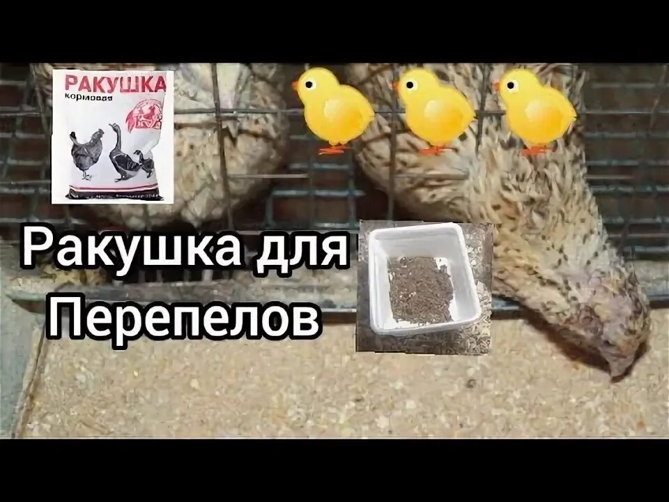 Как давать ракушку