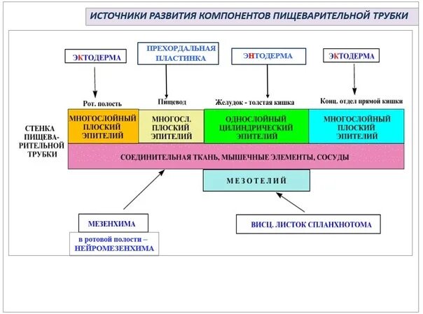 Репетитор по гистологии