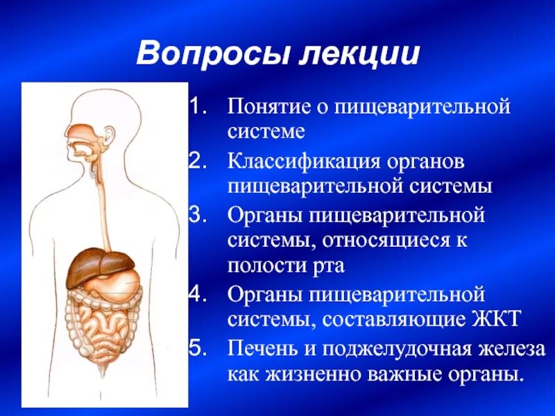 Пищеварительный тракт составляют