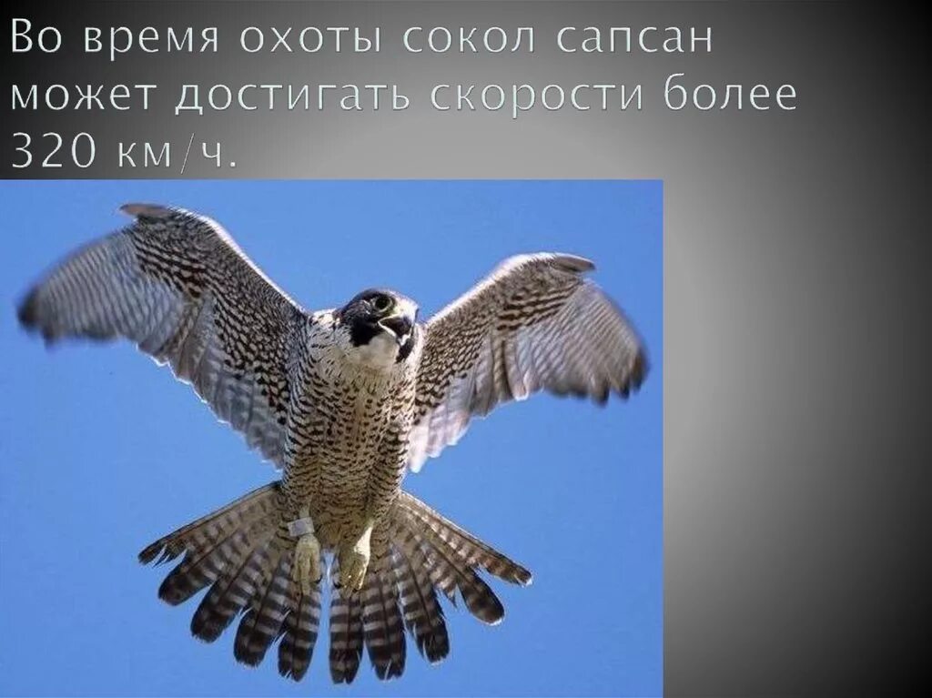 Проект коттедж сокол. Дом сокол. Дом сокол проект. Проект сокол. Сокол clt панели дом в соколе.